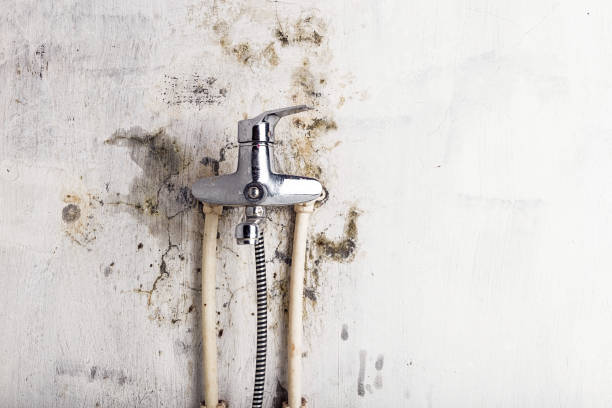 Best Commercial Mold Removal  in Remsen, IA