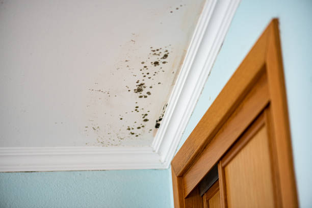 Mold Removal Process in Remsen, IA