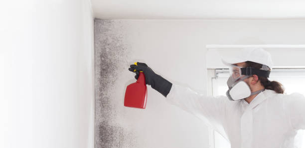 Best Crawl Space Mold Removal  in Remsen, IA