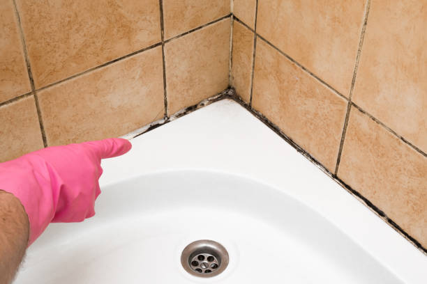 Attic Mold Removal in Remsen, IA